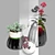 Tropical Duo: Kalanchoe & Fittonia 3D model small image 3