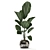 Exotic Indoor Plants Collection 3D model small image 4