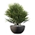 Charming Chamaerops Palm - Exquisite 3D Greenery 3D model small image 2