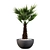 Stunning Chamaerops Palm for Your Collection 3D model small image 3