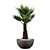 Stunning Chamaerops Palm for Your Collection 3D model small image 4