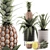 Tropical Pineapple Plant Collection 3D model small image 1