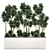 Tropical Plant Collection: Exotic Dracena Compacta in White Pots 3D model small image 1