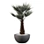 Tropical Chamaerops Palm Tree 3D model small image 2