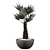 Tropical Chamaerops Palm Tree 3D model small image 3