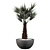 Tropical Chamaerops Palm Tree 3D model small image 4