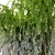 Graceful Weeping Willow Tree 3D model small image 2