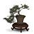 Elegant Bonsai Set for Stunning Decor 3D model small image 4