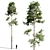 Scots Pine Bouquet 3D model small image 1