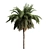 Tropical Palm Collection: PALM1-4 3D model small image 2