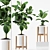 209 Rubber Plants Set 3D model small image 1