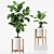 209 Rubber Plants Set 3D model small image 2