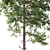 Tall Scots Pine Tree, 18m 3D model small image 3