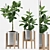 Rubber Plants Set 2012 3D model small image 1