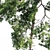 Russian Scots Pine 5-Tiered Polys 3D model small image 3