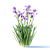 Vibrant Bearded Iris | Germanica Iris 3D model small image 5