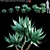 Agave Attenuata | Fox Tail Succulent 3D model small image 1