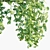 Monkey Mask Philodendron: Climbing Greenery 3D model small image 2