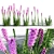 Colorful Liatris Spicata Variations 3D model small image 1