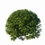 Modern Ligustrum Ovalifolium Sculpture 3D model small image 2