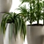  Green Oasis: Indoor Plant Set 3D model small image 2