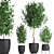 Tropical Plant Collection: Exotic Indoor Ficus Benjamin Trees 3D model small image 3