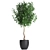 Tropical Plant Collection: Exotic Indoor Ficus Benjamin Trees 3D model small image 4