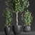 Tropical Plant Collection: Exotic Indoor Ficus Benjamin Trees 3D model small image 7