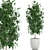 Tropical Ficus Benjamin in White Pot - Interior Decor 3D model small image 1