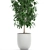 Tropical Ficus Benjamin in White Pot - Interior Decor 3D model small image 2