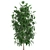 Tropical Ficus Benjamin in White Pot - Interior Decor 3D model small image 3