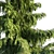 Nootka Cypress: Polys 1,422,929 3D model small image 4