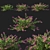 Symphoricarpos Berry Bush: Vibrant and Versatile Foliage 3D model small image 1