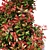 Mini Red Robin Photinia - Potted 3D model small image 4