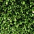 Lush Green Hornbeam Hedge 3D model small image 5