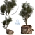 Pine03: Versatile 3D Model – 2013 Edition 3D model small image 2