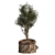 Pine03: Versatile 3D Model – 2013 Edition 3D model small image 3