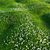 Bryozo Lawn: Corona Scatter-Enabled 20x20m Meadow 3D model small image 4