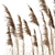 Exquisite Pampas Grass Bundle 3D model small image 3