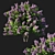 Elegant Syringa Vulgaris Bush 3D model small image 1