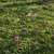 Meadow Bliss: Lush Grassland 3D model small image 1