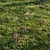 Meadow Bliss: Lush Grassland 3D model small image 11