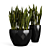 Sansevieria Snake Plant: Black Pot Elegance 3D model small image 2