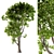Evergreen Tree Broadleaf N1 3D model small image 1