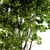 Evergreen Tree Broadleaf N1 3D model small image 3