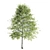 Diverse Tree Set | Oak, Eucalyptus, Aspen 3D model small image 4