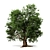  Majestic Oak Tree Sculpture 3D model small image 2