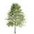 Diverse Set of Tall Trees 3D model small image 4