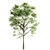 Tall Acacia Tree Set 3D model small image 4