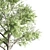 Tall Acacia Tree Set 3D model small image 5